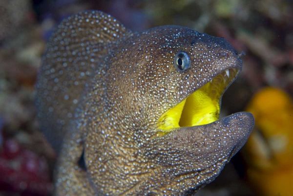 Indonesia, Reta Island A moray eels head